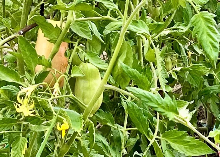 Patty Con E Piscina * Assisi